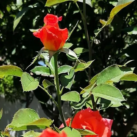 Ademaj Vlorë