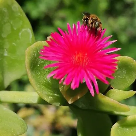 Ademaj Casa vacanze Vlorë