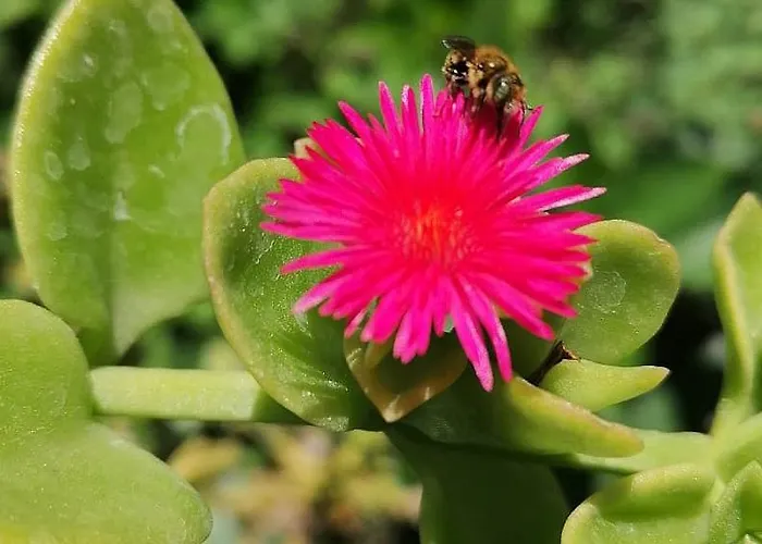 Ademaj Hébergement de vacances Vlorë