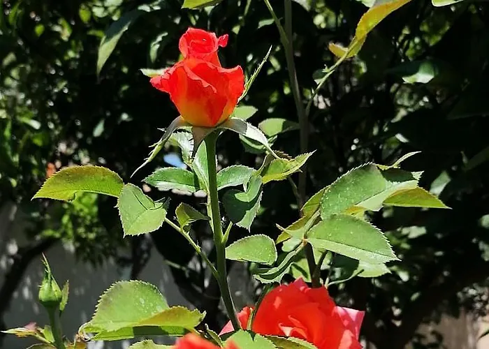 Ademaj Vlorë